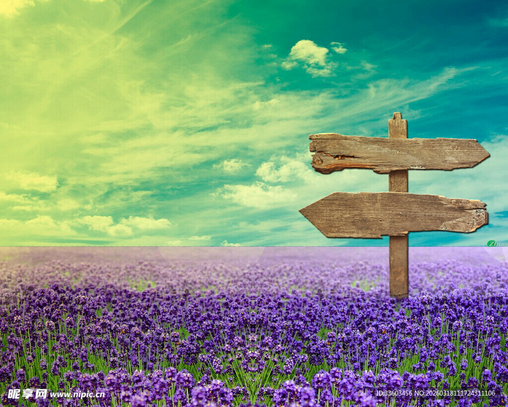 紫色花田中的木质指示牌