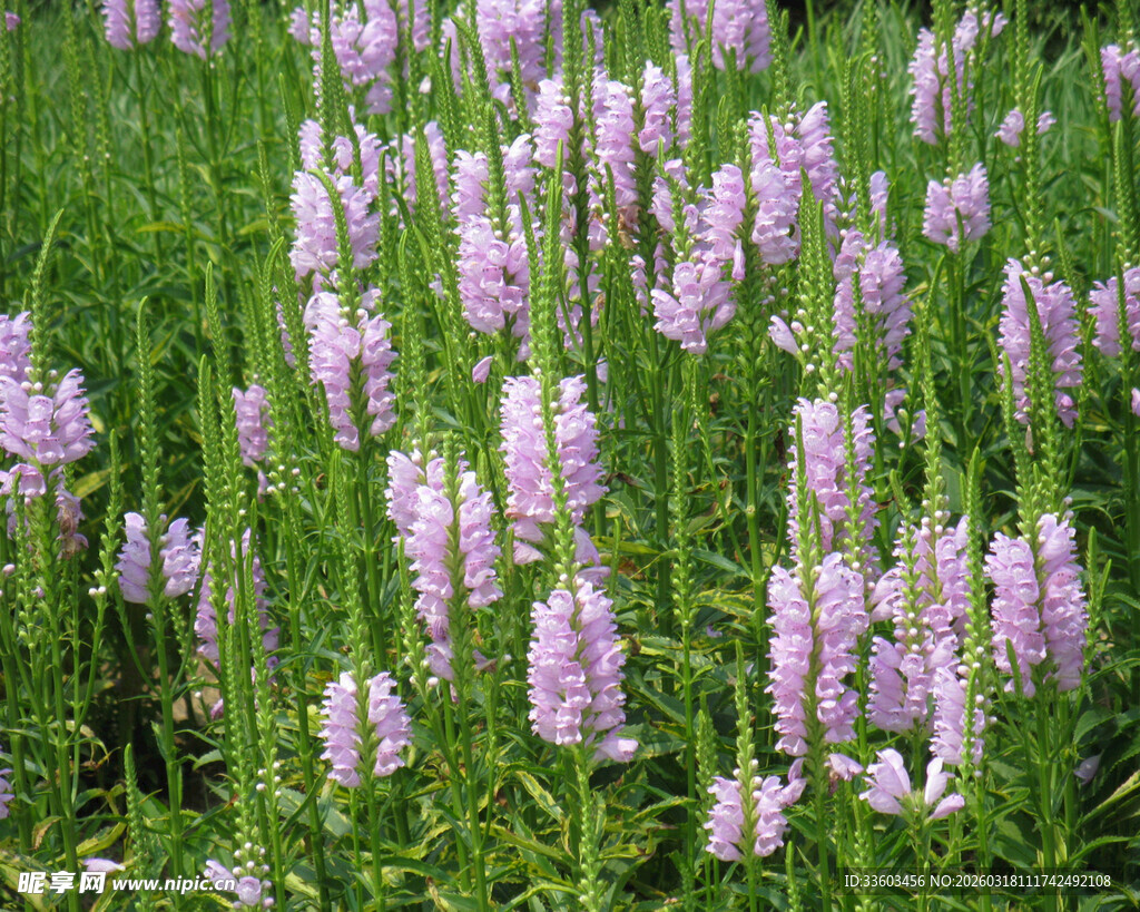 紫色野花绽放于绿草地