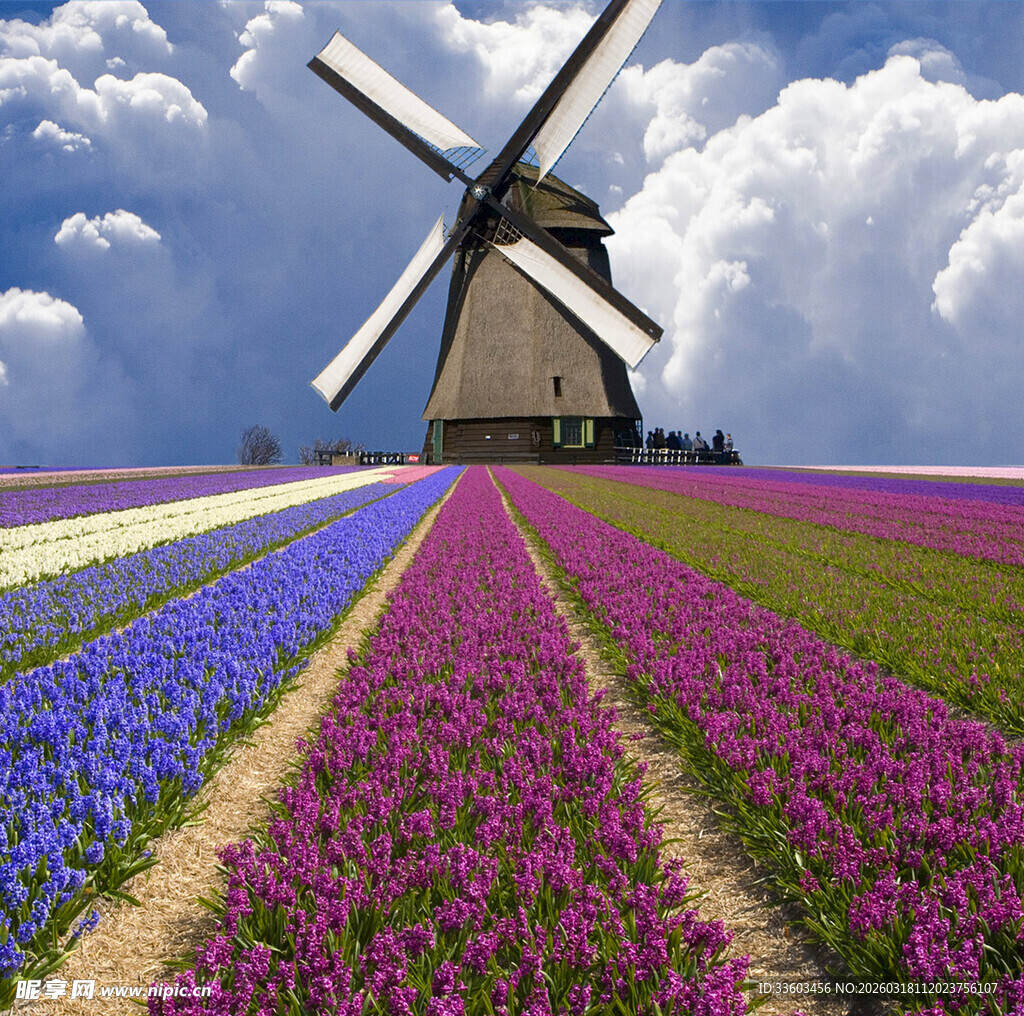 荷兰风车下的绚烂花田