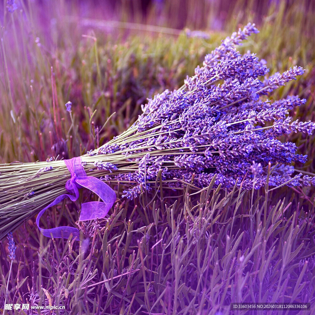 紫色薰衣草花束