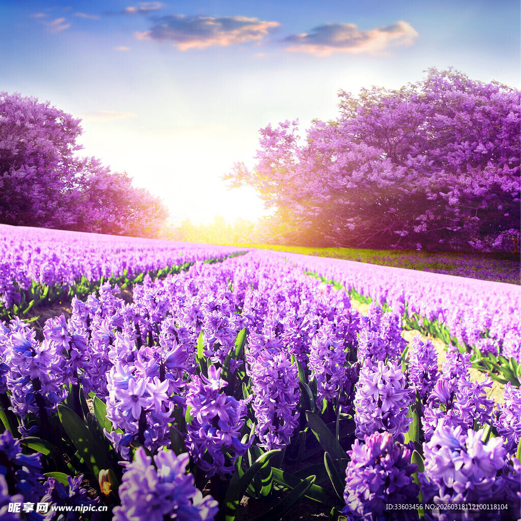 紫色薰衣草花海的梦幻美景