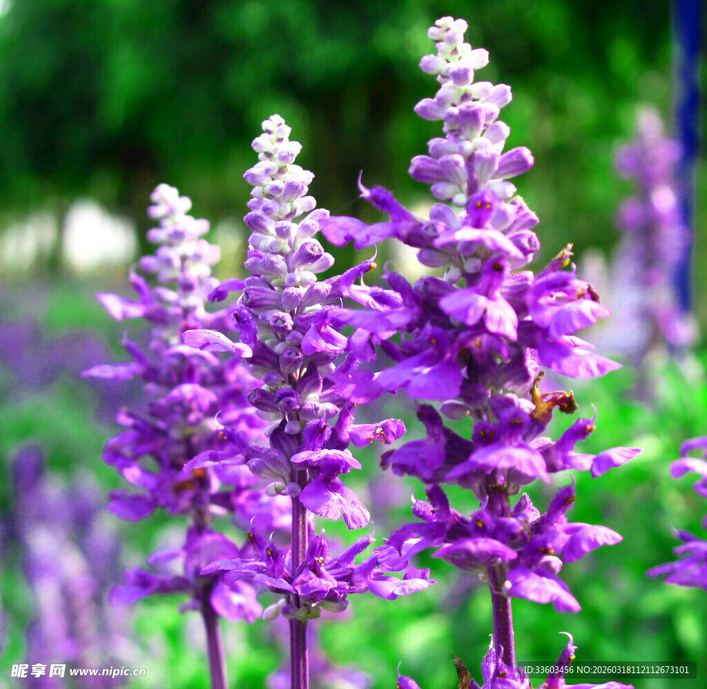 紫色花卉绽放于绿野间