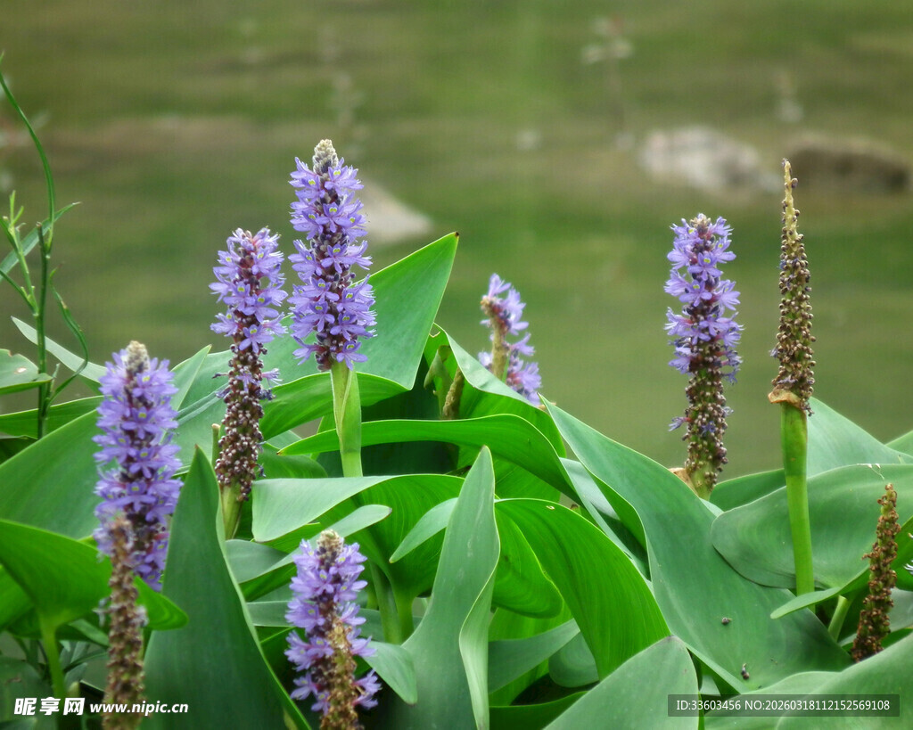 水边绽放的紫色梭鱼草