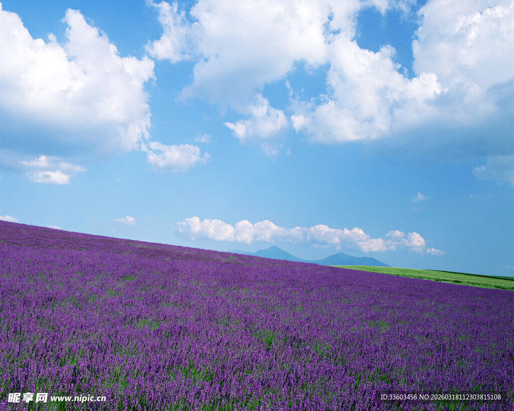 紫色薰衣草田