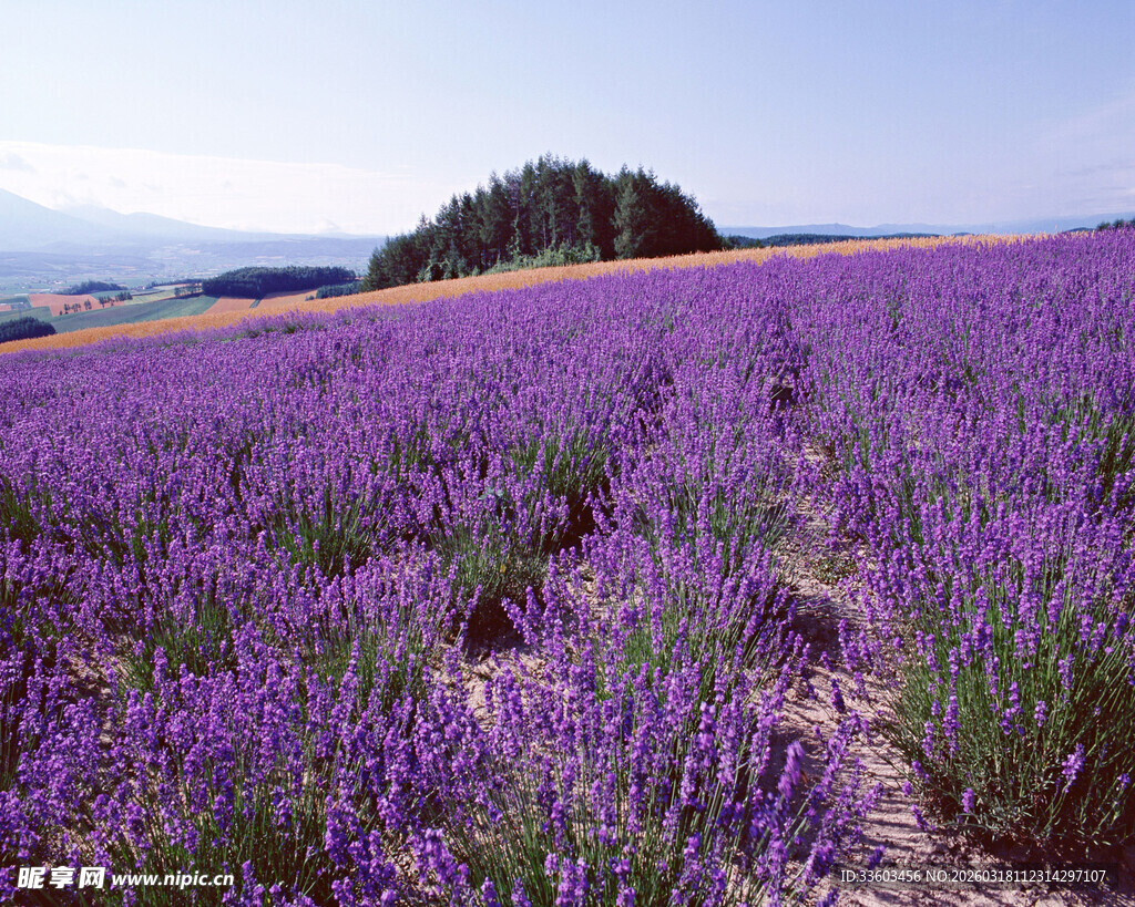紫色薰衣草花海浪漫景致