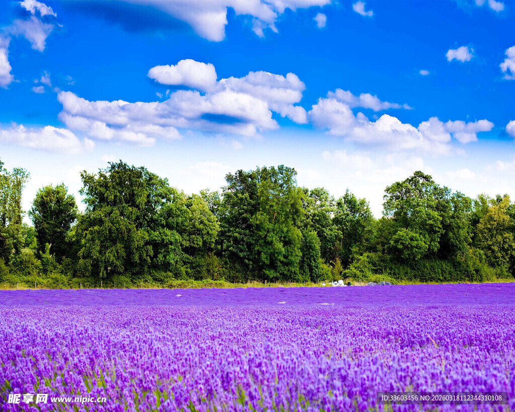 紫色薰衣草花田美景