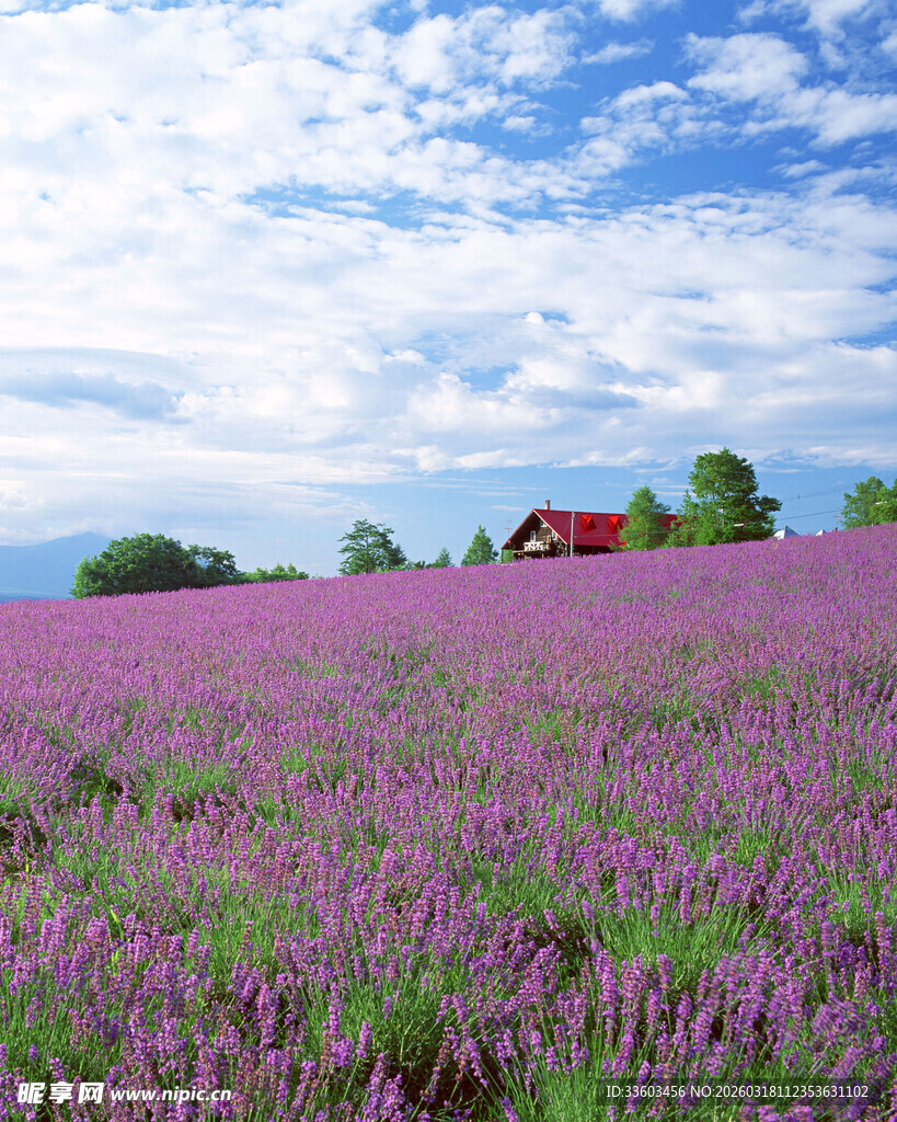 紫色薰衣草田中的美丽风光