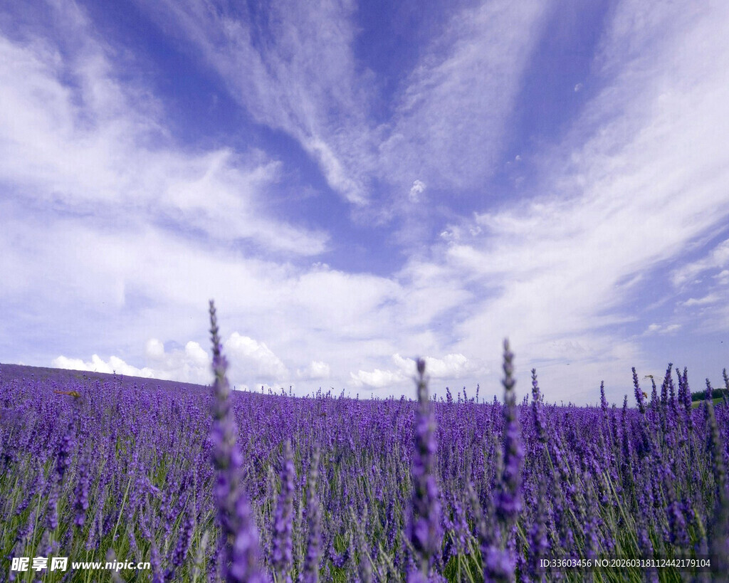 紫色薰衣草花田美景