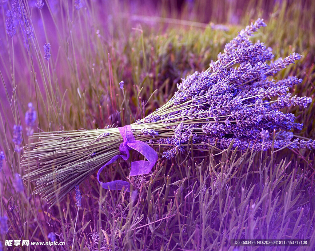 紫色薰衣草花束静立田间