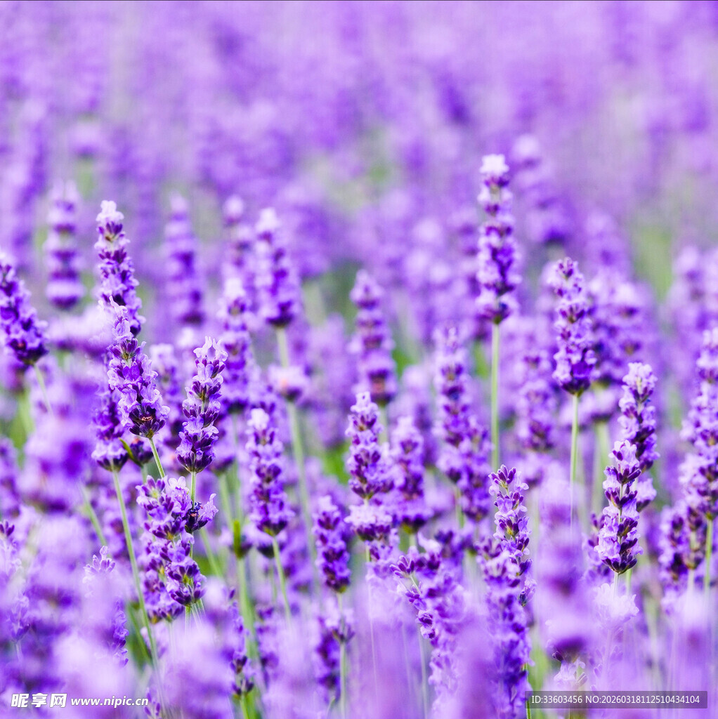 浪漫紫色薰衣草花海