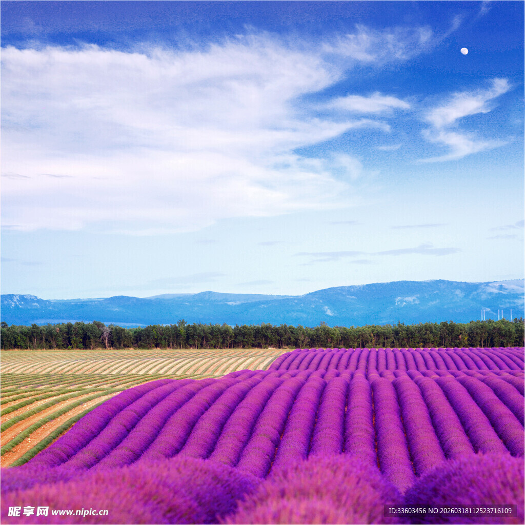 紫色薰衣草田的梦幻风光