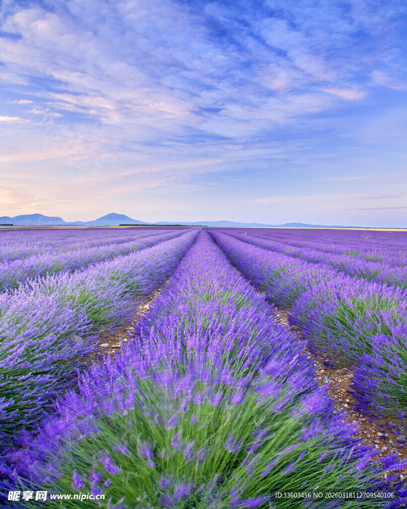 紫色薰衣草花田美景