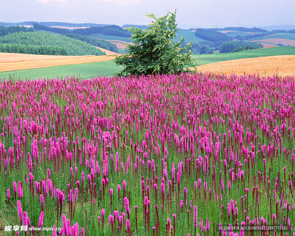 紫色花海中的孤独绿树