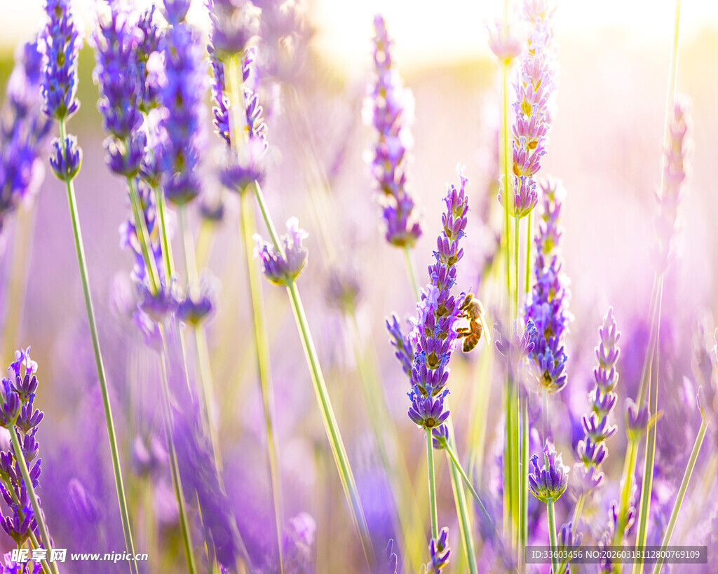 浪漫紫色薰衣草花田