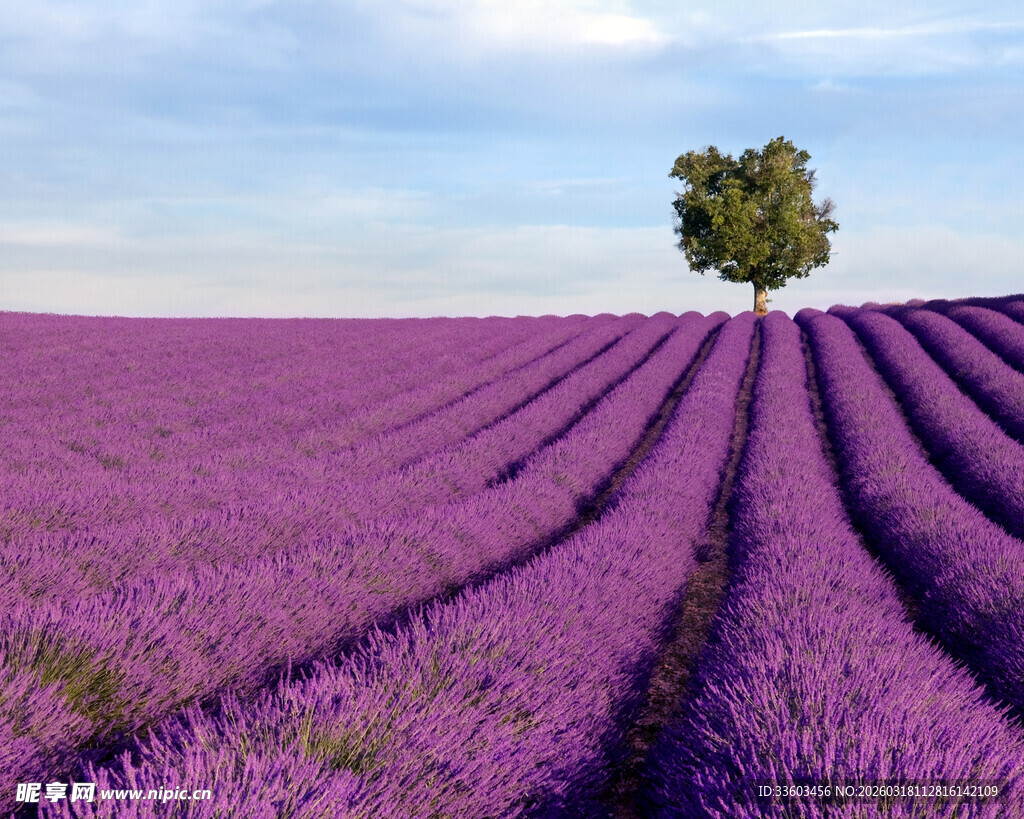 紫色薰衣草花田中的孤树