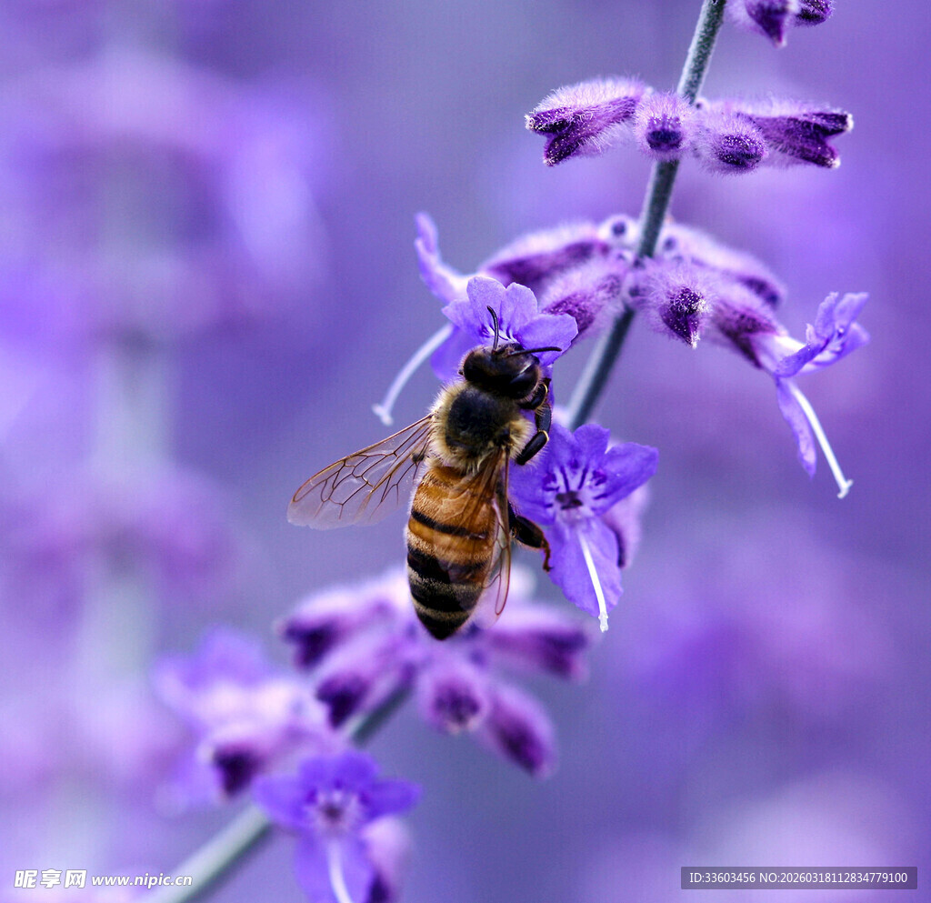 蜜蜂停留在紫色花朵上
