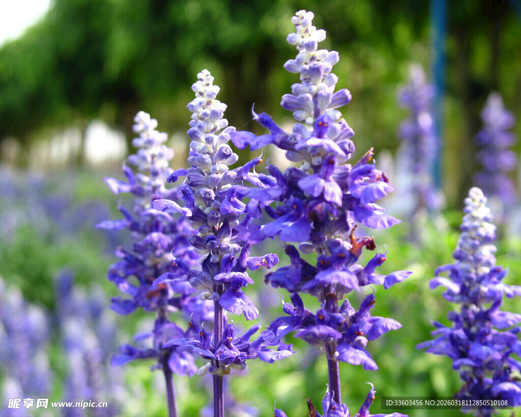 紫色鼠尾草花丛特写