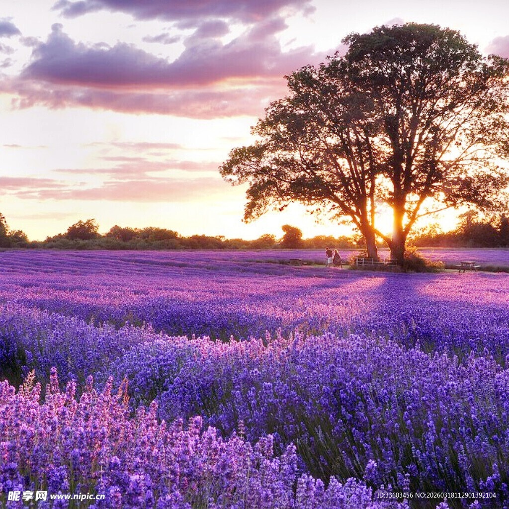 紫色花田中的孤树与日落