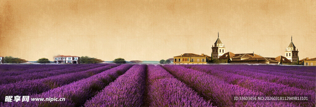 紫色薰衣草田的美丽景致