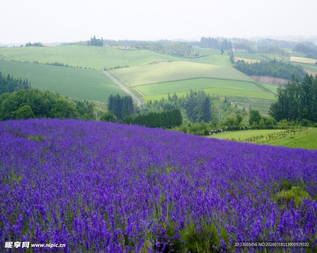 紫色薰衣草花田美景