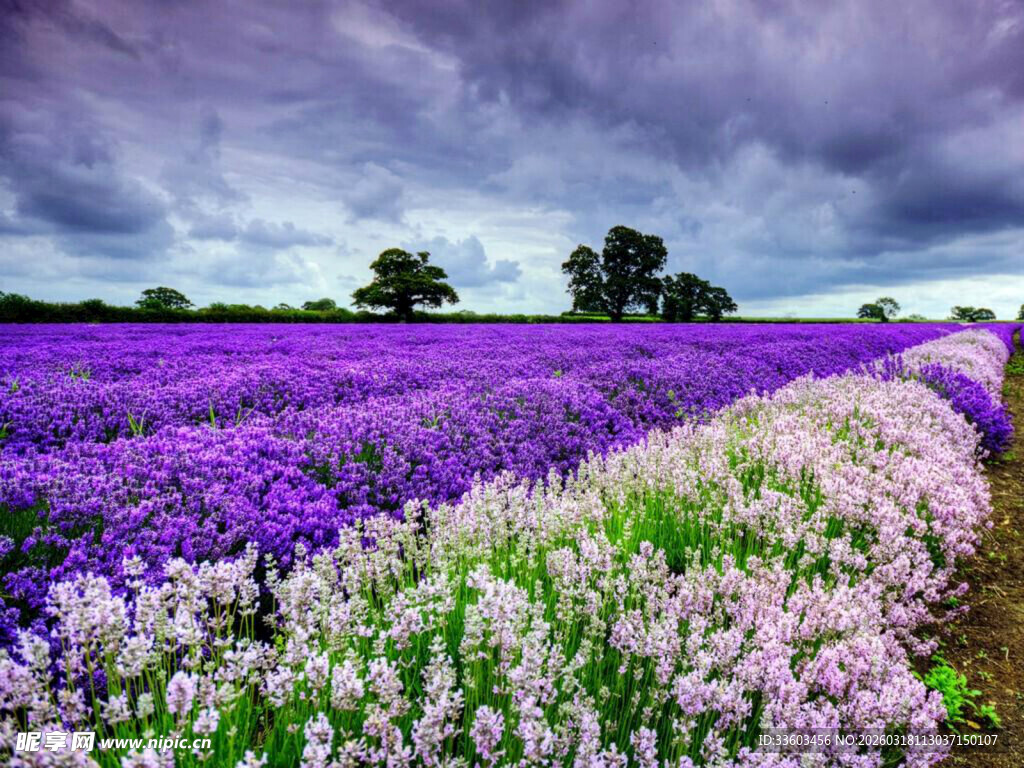 紫色花田美景
