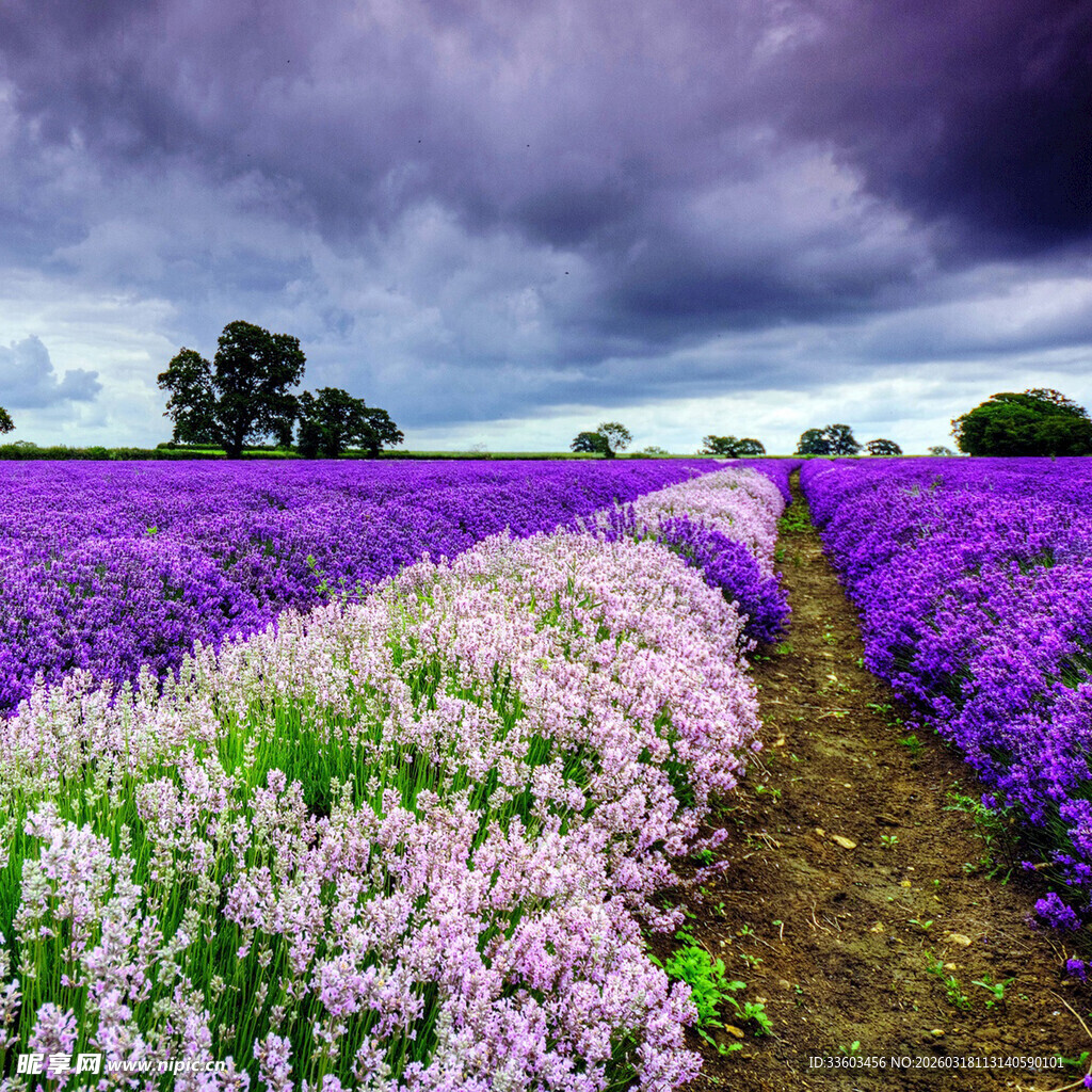 紫色花田美景
