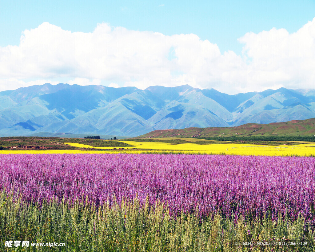 紫色花海与远山美景