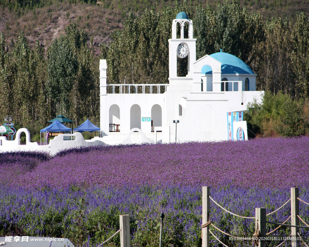 蓝顶白屋旁的紫色花田
