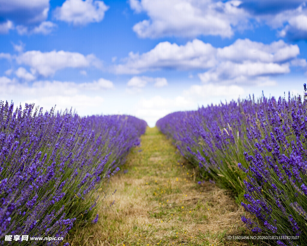 紫色薰衣草花田美景