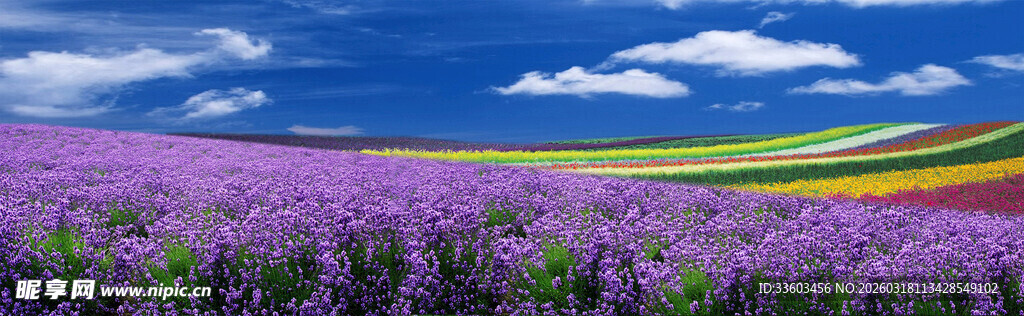 紫色花田与天边彩虹美景