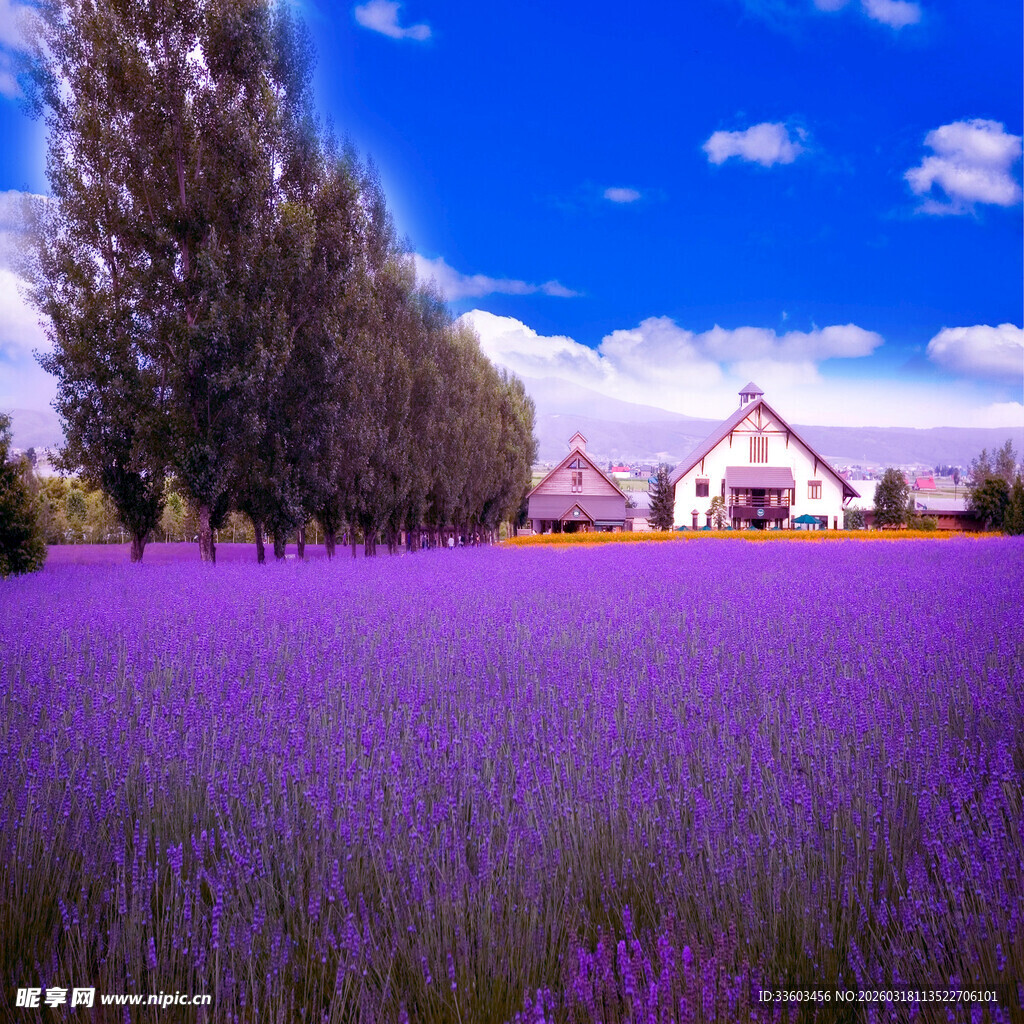 紫色薰衣草田旁的温馨小屋