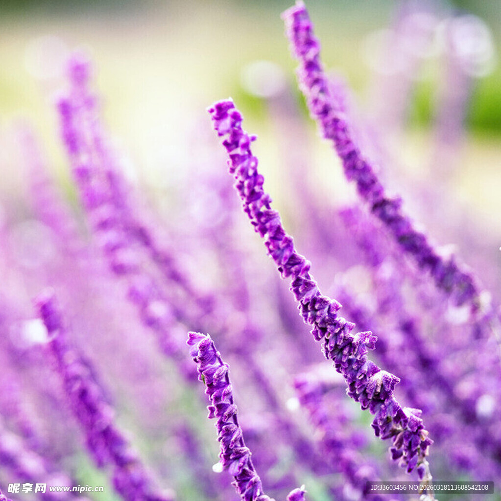 紫色鼠尾草特写