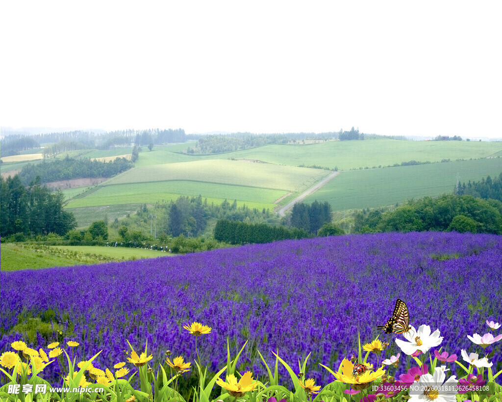 紫色花田与多彩花卉景观