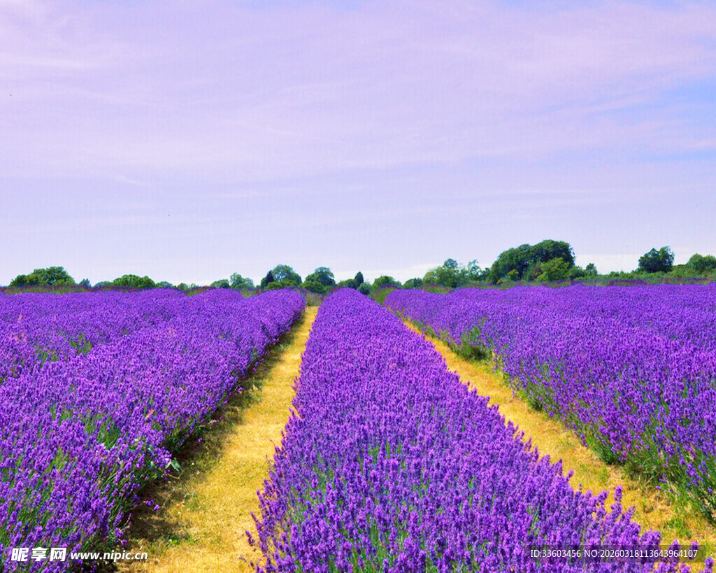 紫色薰衣草田美景