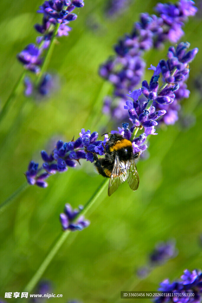 薰衣草上的蜜蜂