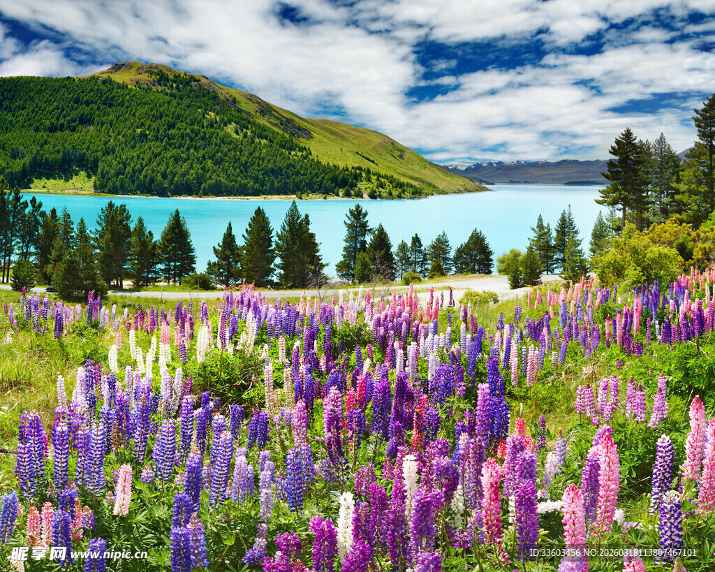湖畔绚烂羽扇豆花田