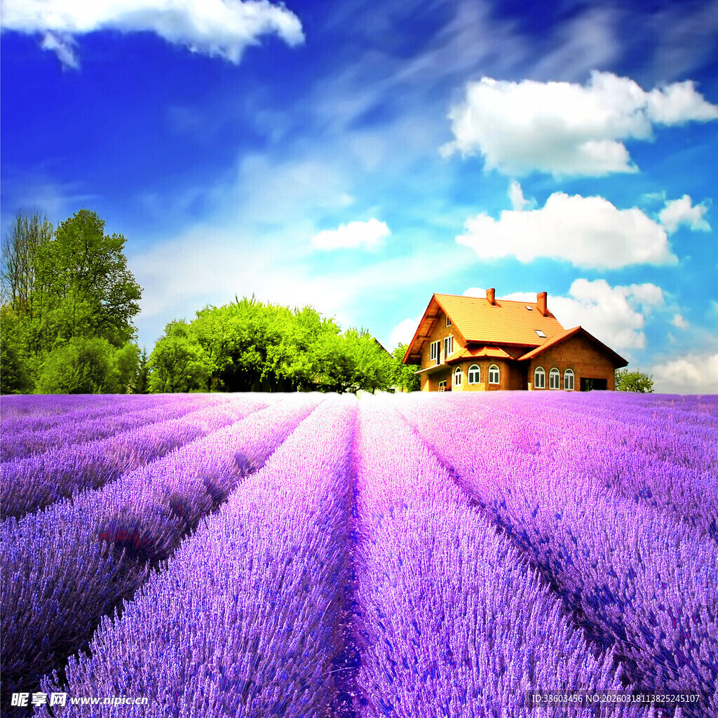 紫色薰衣草田中的温馨小屋