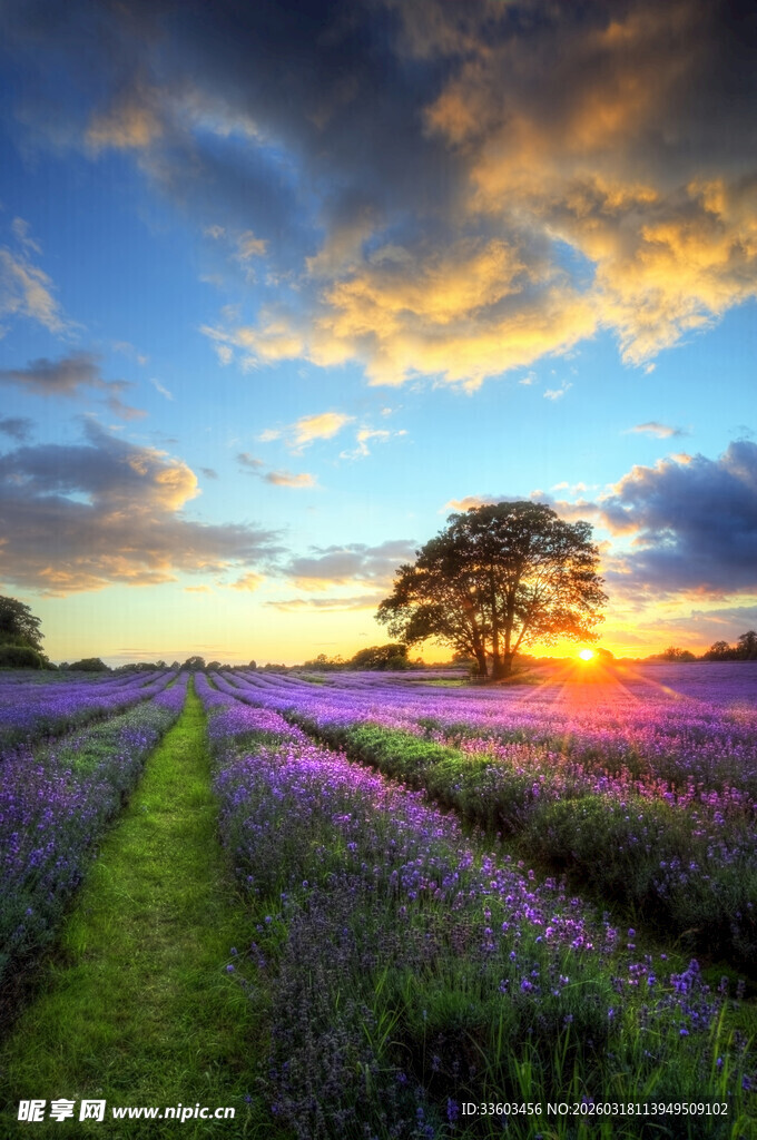 夕阳下的紫色花田美景