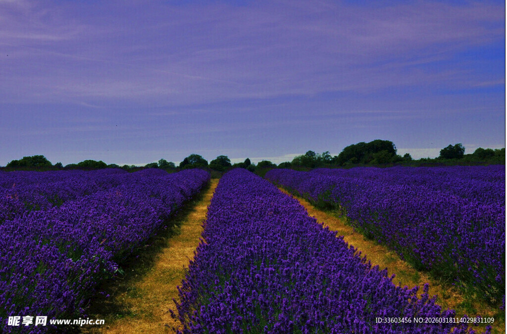 紫色薰衣草田的美丽景致