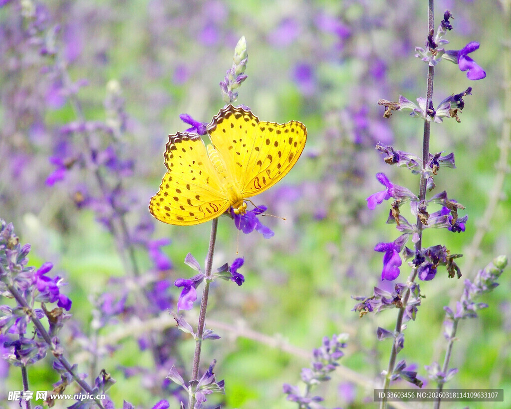 黄蝶停驻紫花丛