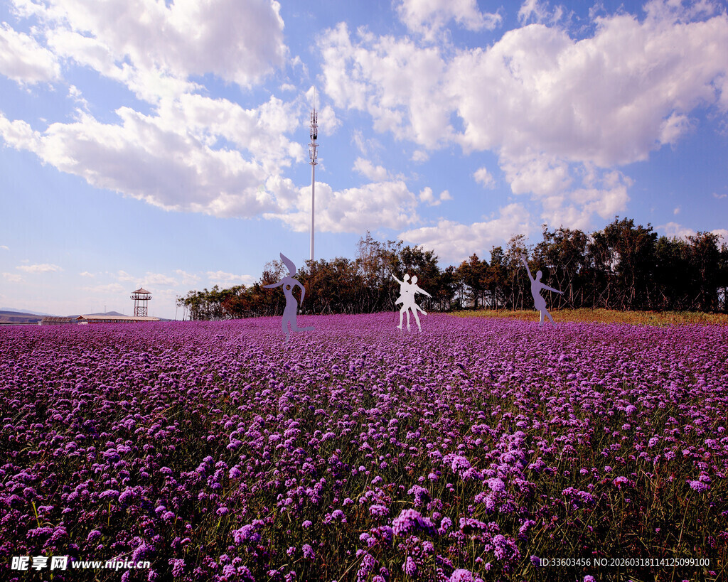 紫色花海景观