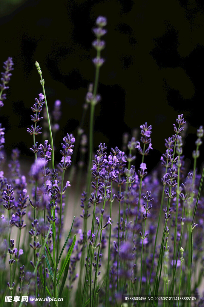 紫色薰衣草绽放美景