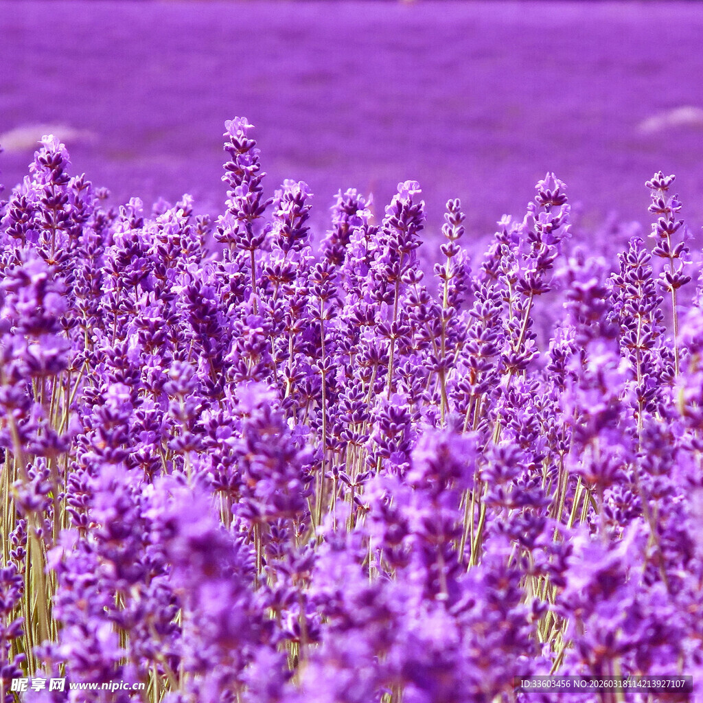 紫色薰衣草花海美景