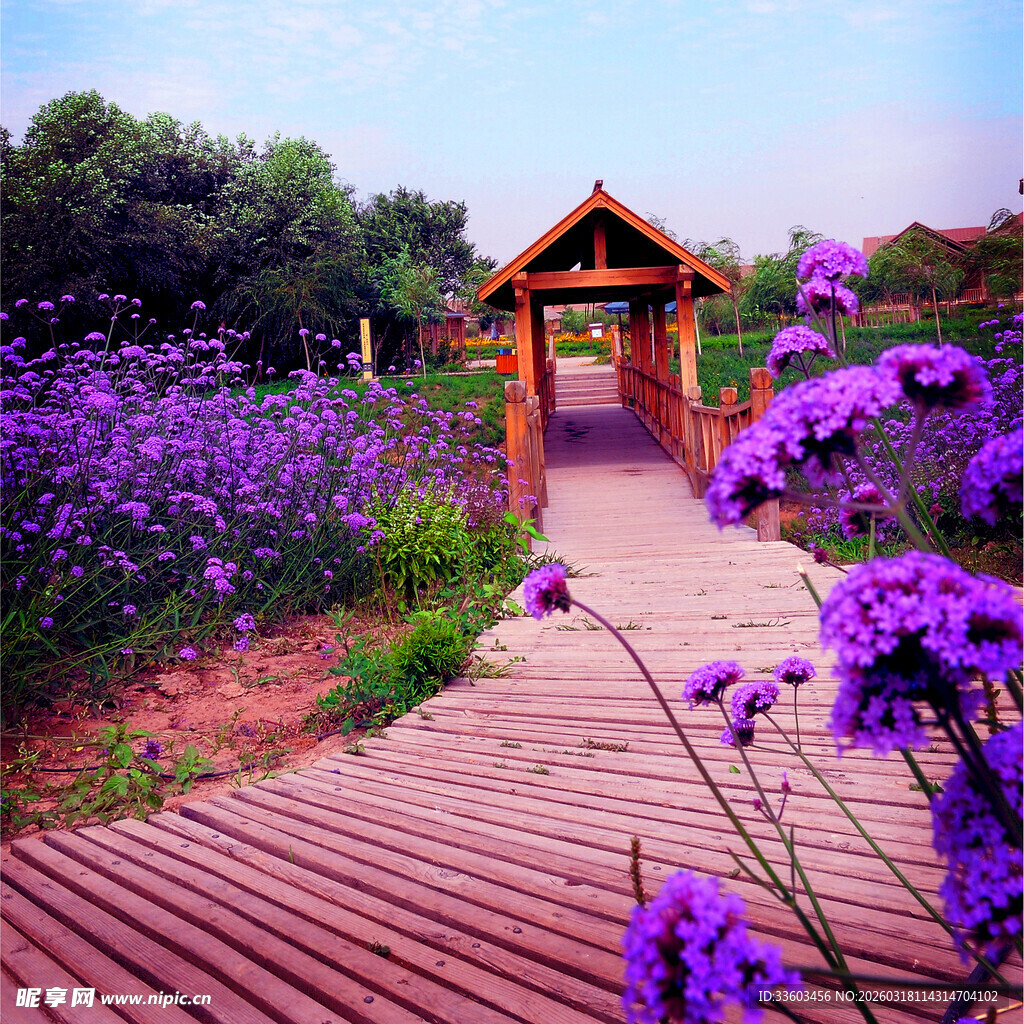 紫色花海中的木质凉亭