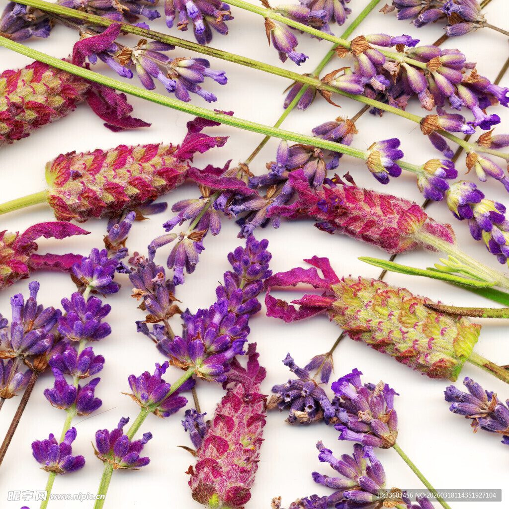 多彩薰衣草花束