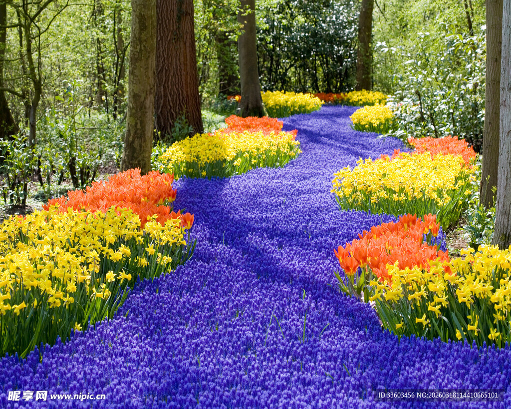 梦幻紫色花径与多彩花卉