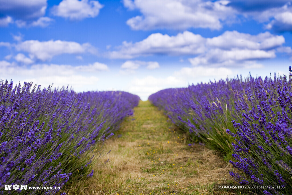 紫色薰衣草田的梦幻风光