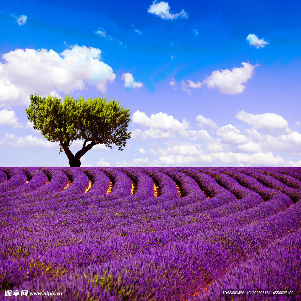 紫色薰衣草田中的孤独树木
