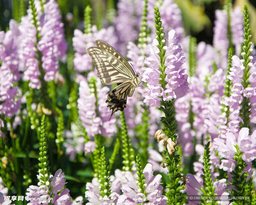 蝴蝶停留在紫色花丛中