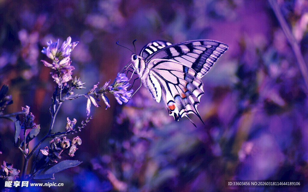紫色花丛中的美丽蝴蝶